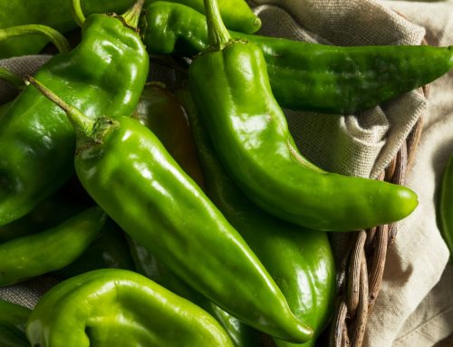 Jalapeño Inferno’s 22nd Annual Hatch Chile Harvest – When are Hatch Green Chiles in Season?